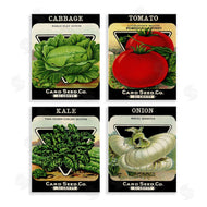 Stupell Studio | Vintage Garden Cabbage