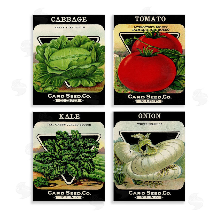 Stupell Studio | Vintage Garden Cabbage