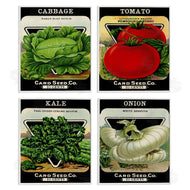Stupell Studio | Vintage Garden Cabbage