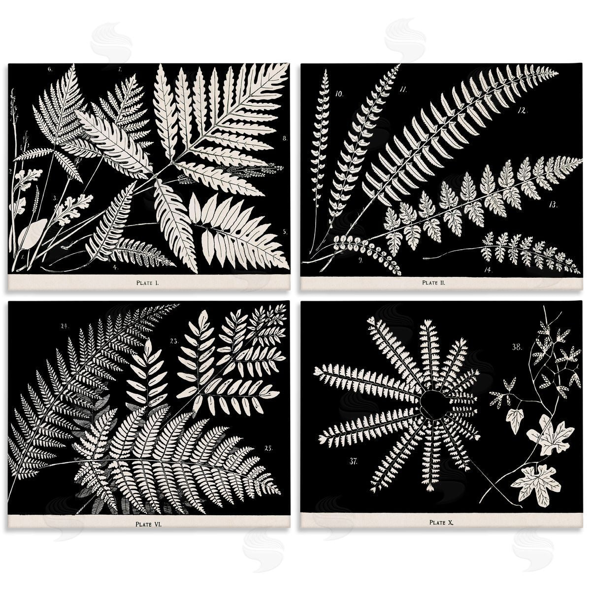 Ferns Studies with Stark Contrast Canvas Wall Art, Home Decor by Phillipa Katz