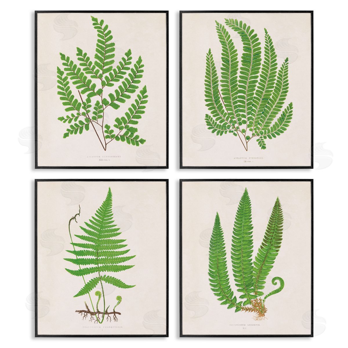 Subtle Green Fern Branches Black Frame Print Wall Art, Home Decor by Phillipa Katz