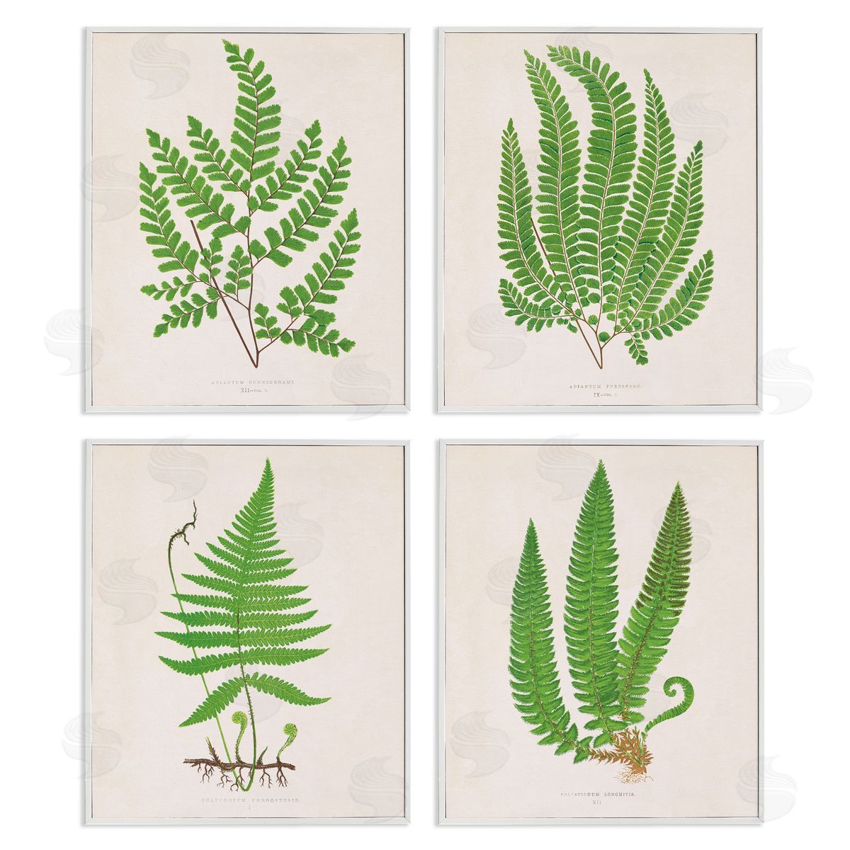 Subtle Green Fern Branches White Frame Print Wall Art, Home Decor by Phillipa Katz