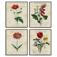 Susan Arnot | Vintage Flowers over Antique Pages