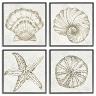 Yvette St. Amant | Neutral Coastal Reef Shells