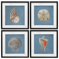 Julia Purinton | Soft Sea Shell Collection