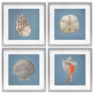 Julia Purinton | Soft Sea Shell Collection