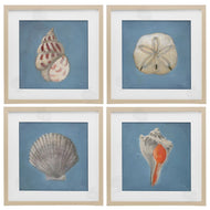 Julia Purinton | Soft Sea Shell Collection