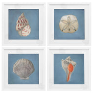 Julia Purinton | Soft Sea Shell Collection