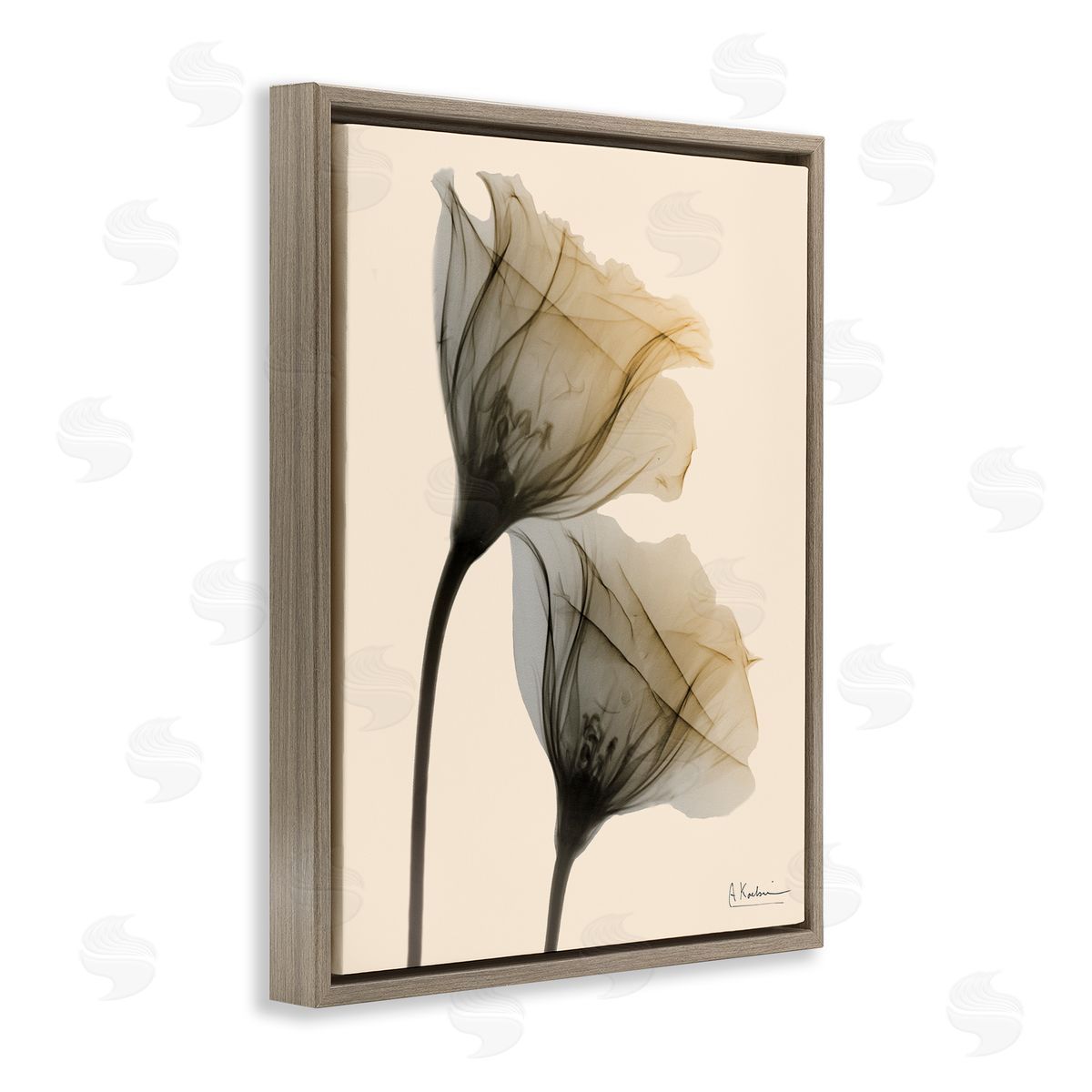 Neutral Light Flower Photograph Brown Floating Frame Canvas Wall Art, Home Decor by Albert Koetsier