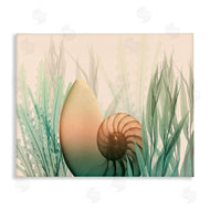 Albert Koetsier | Ocean Seashell Seaweed Collage