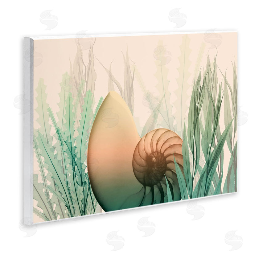 Albert Koetsier | Ocean Seashell Seaweed Collage