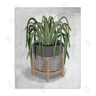 House Fenway | Spider Plant Grey Green