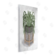 House Fenway | Spider Plant Grey Green
