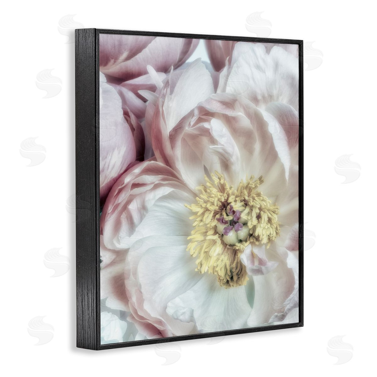 Soft Flower Bloom Photograph Black Frame Print Wall Art, Home Decor by Dianne Poinski