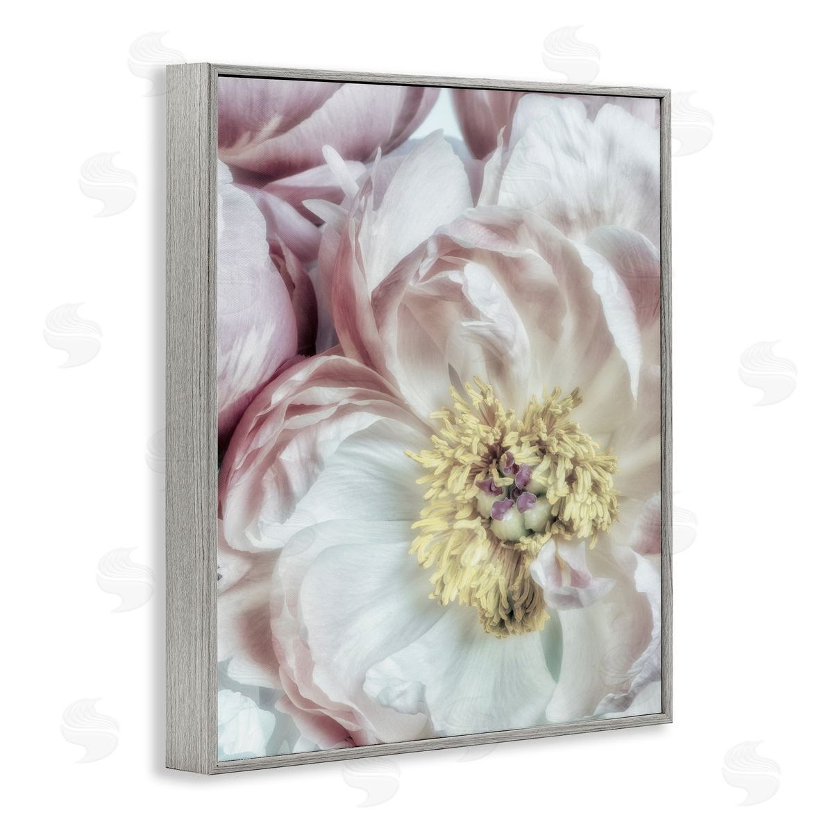Soft Flower Bloom Photograph Grey Frame Print Wall Art, Home Decor by Dianne Poinski