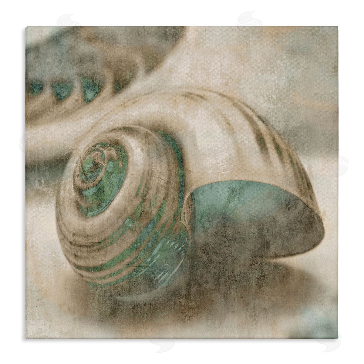 Centered Sharkeye Seashell Canvas Wall Art, Home Decor by Ziwei Li