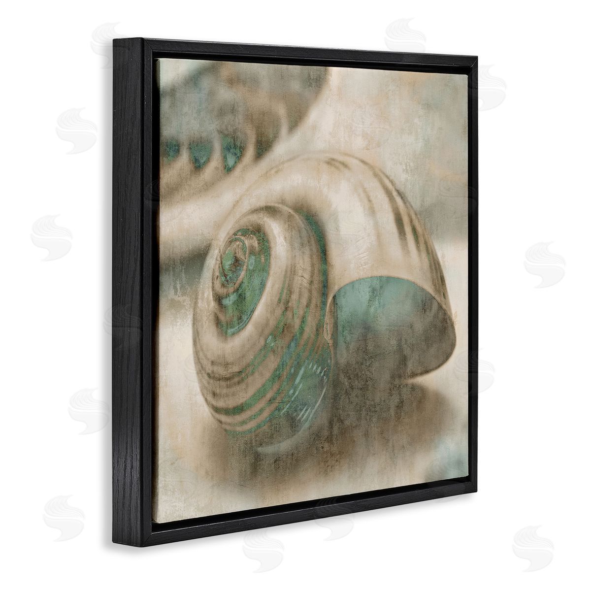 Centered Sharkeye Seashell Black Floating Frame Canvas Wall Art, Home Decor by Ziwei Li