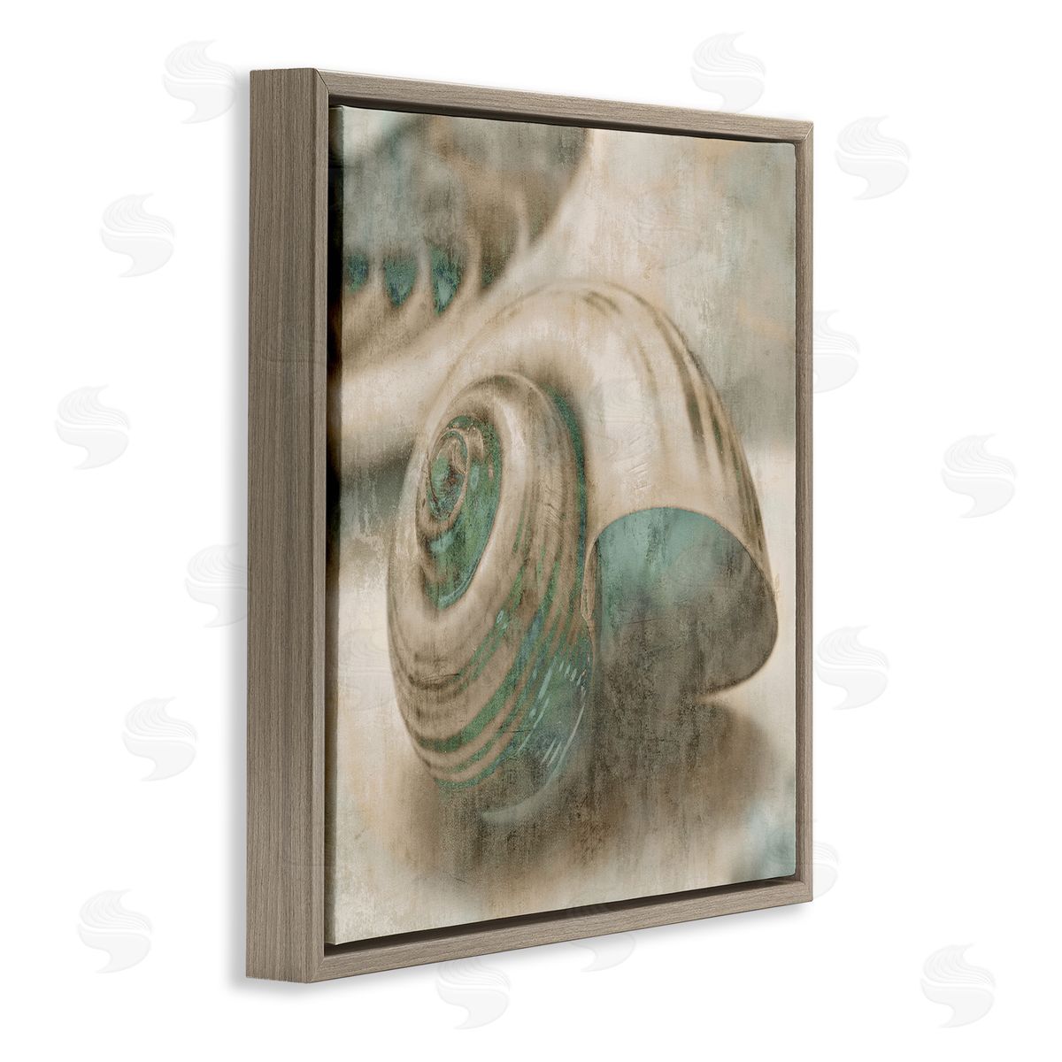 Centered Sharkeye Seashell Brown Floating Frame Canvas Wall Art, Home Decor by Ziwei Li
