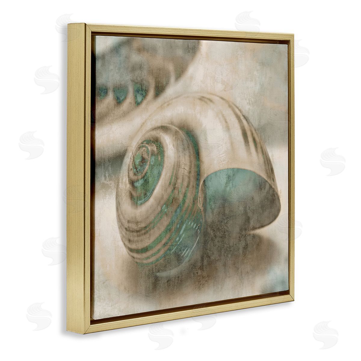 Centered Sharkeye Seashell Gold Floating Frame Canvas Wall Art, Home Decor by Ziwei Li