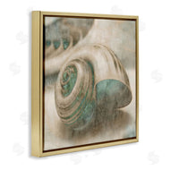 Ziwei Li | Centered Sharkeye Seashell