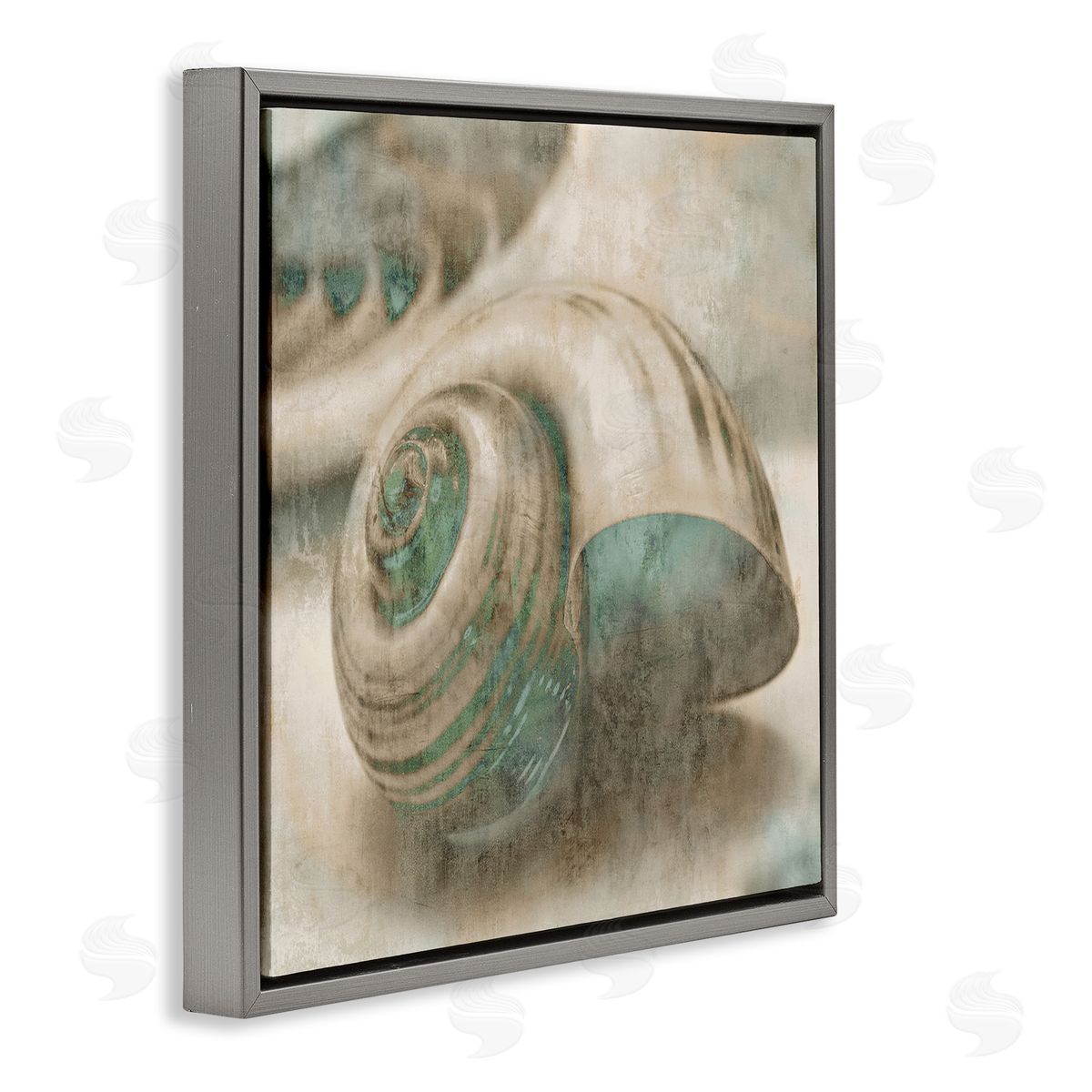 Centered Sharkeye Seashell Grey Floating Frame Canvas Wall Art, Home Decor by Ziwei Li