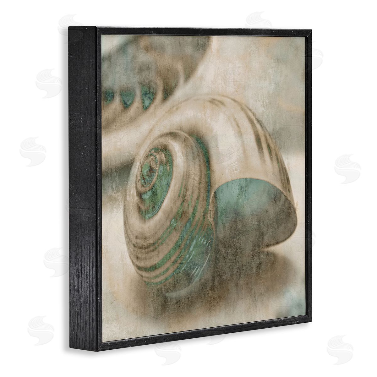 Centered Sharkeye Seashell Black Frame Print Wall Art, Home Decor by Ziwei Li