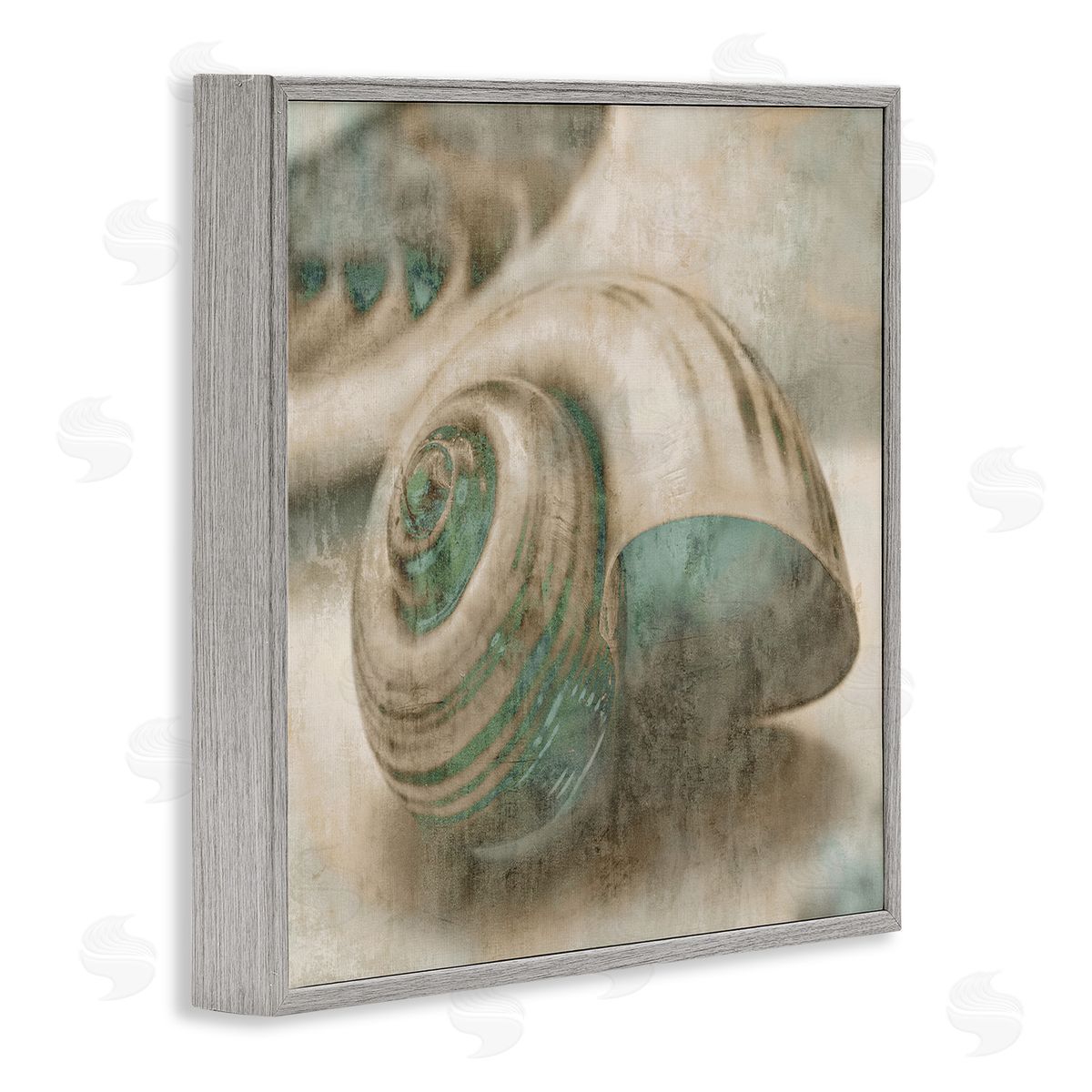 Centered Sharkeye Seashell Grey Frame Print Wall Art, Home Decor by Ziwei Li