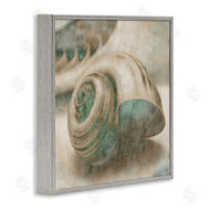 Ziwei Li | Centered Sharkeye Seashell