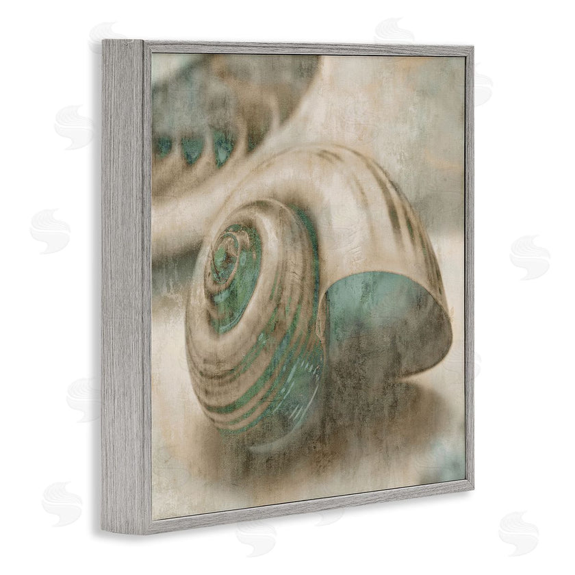 Ziwei Li | Centered Sharkeye Seashell