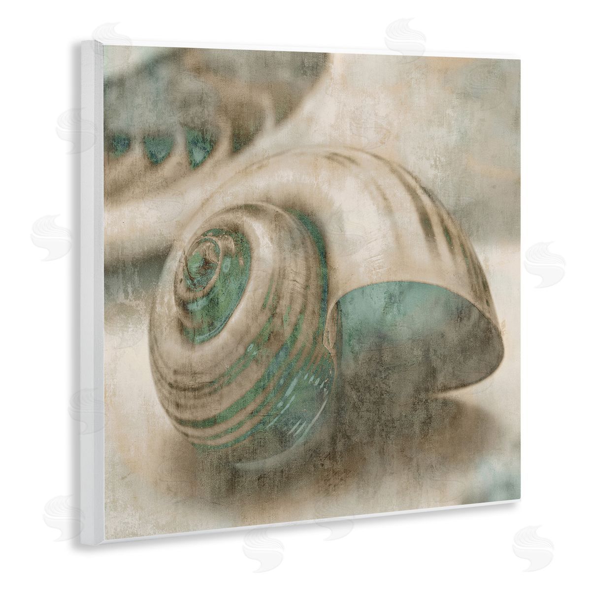 Centered Sharkeye Seashell Wood Plaque Wall Art, Home Decor by Ziwei Li