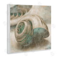 Ziwei Li | Centered Sharkeye Seashell
