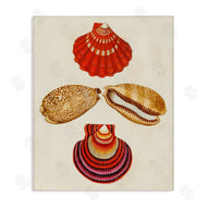 G.W. Knorr | Antique Speckled Sea Shells