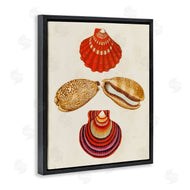 G.W. Knorr | Antique Speckled Sea Shells