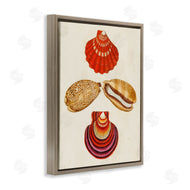 G.W. Knorr | Antique Speckled Sea Shells