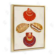 G.W. Knorr | Antique Speckled Sea Shells