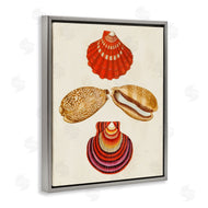 G.W. Knorr | Antique Speckled Sea Shells