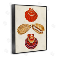 G.W. Knorr | Antique Speckled Sea Shells
