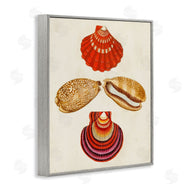 G.W. Knorr | Antique Speckled Sea Shells