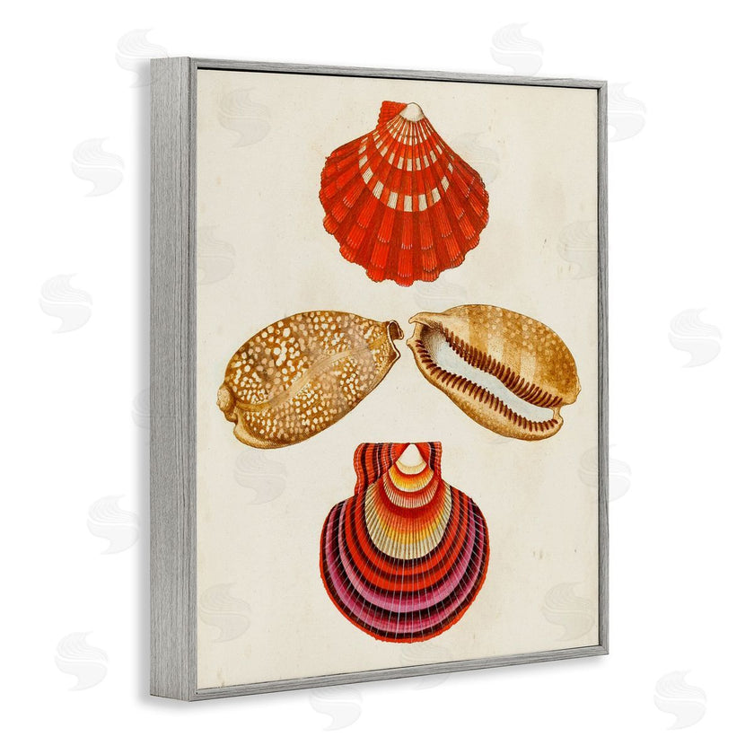 G.W. Knorr | Antique Speckled Sea Shells