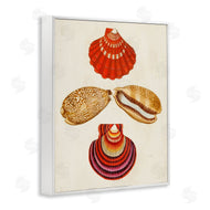 G.W. Knorr | Antique Speckled Sea Shells