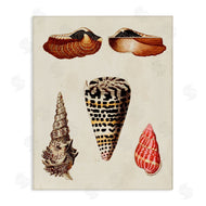 G.W. Knorr | Antique Spiral Sea Shells
