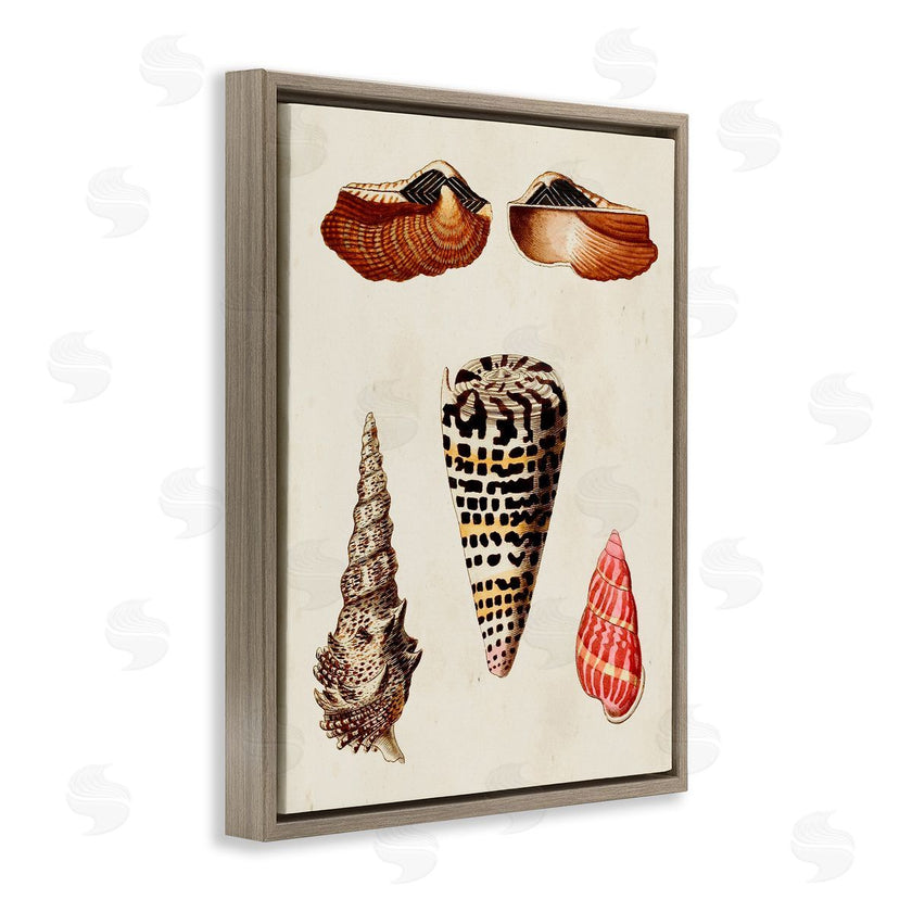 G.W. Knorr | Antique Spiral Sea Shells