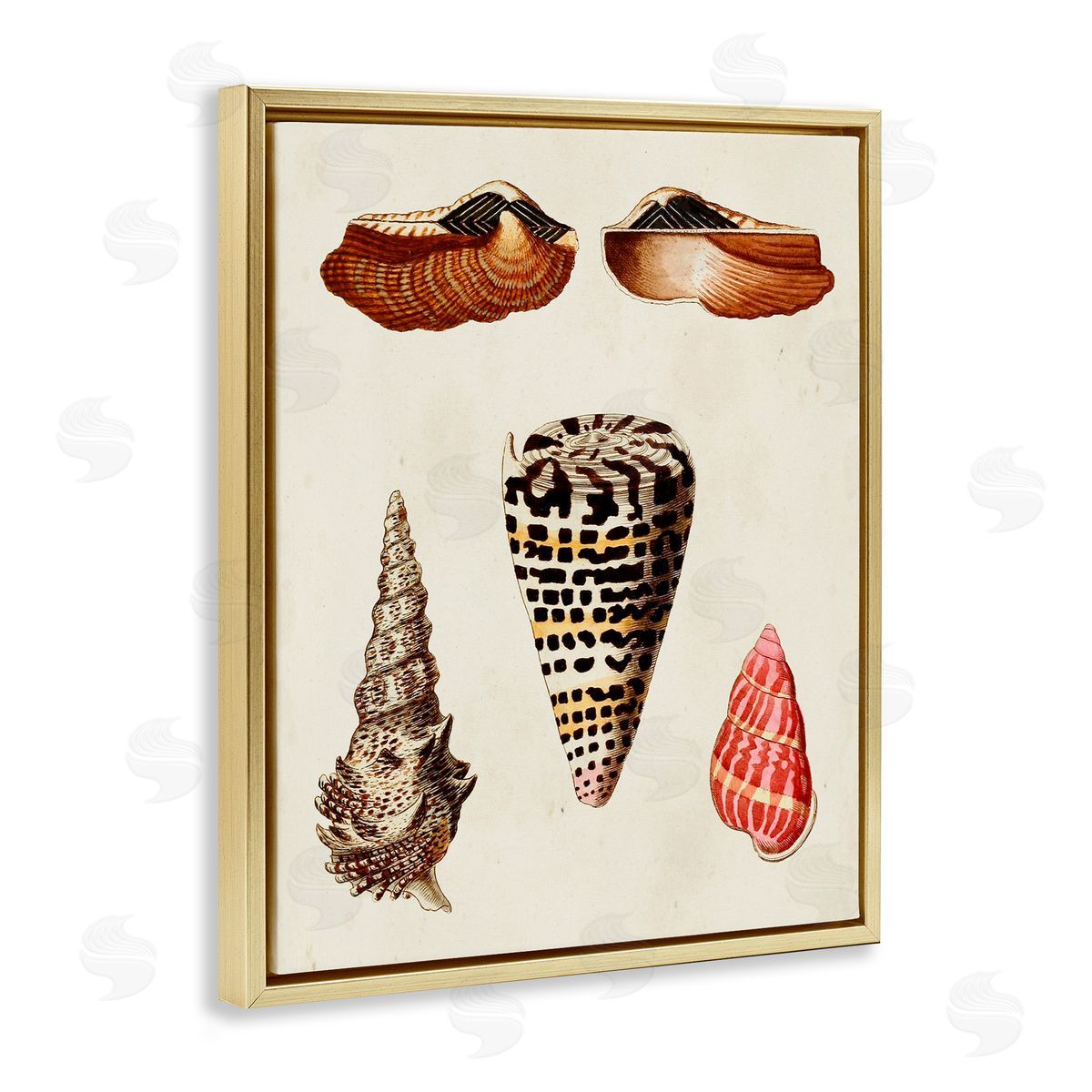 Antique Spiral Sea Shells Gold Floating Frame Canvas Wall Art, Home Decor by G.W. Knorr