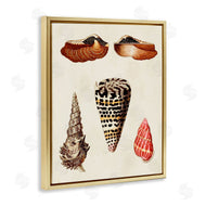 G.W. Knorr | Antique Spiral Sea Shells