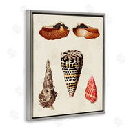 G.W. Knorr | Antique Spiral Sea Shells