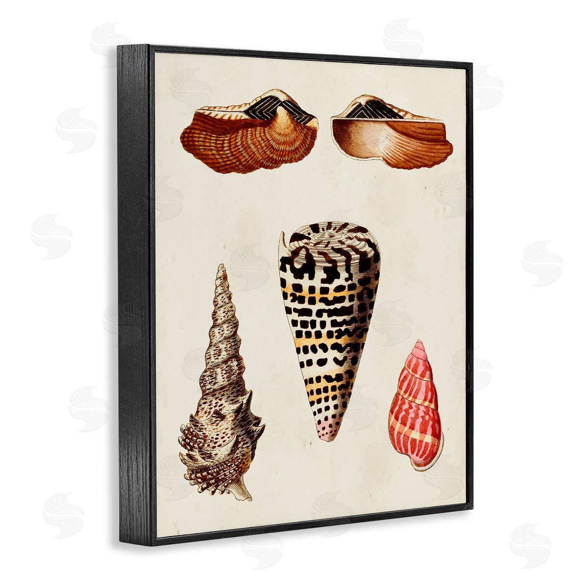 Antique Spiral Sea Shells Black Frame Print Wall Art, Home Decor by G.W. Knorr