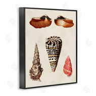 G.W. Knorr | Antique Spiral Sea Shells