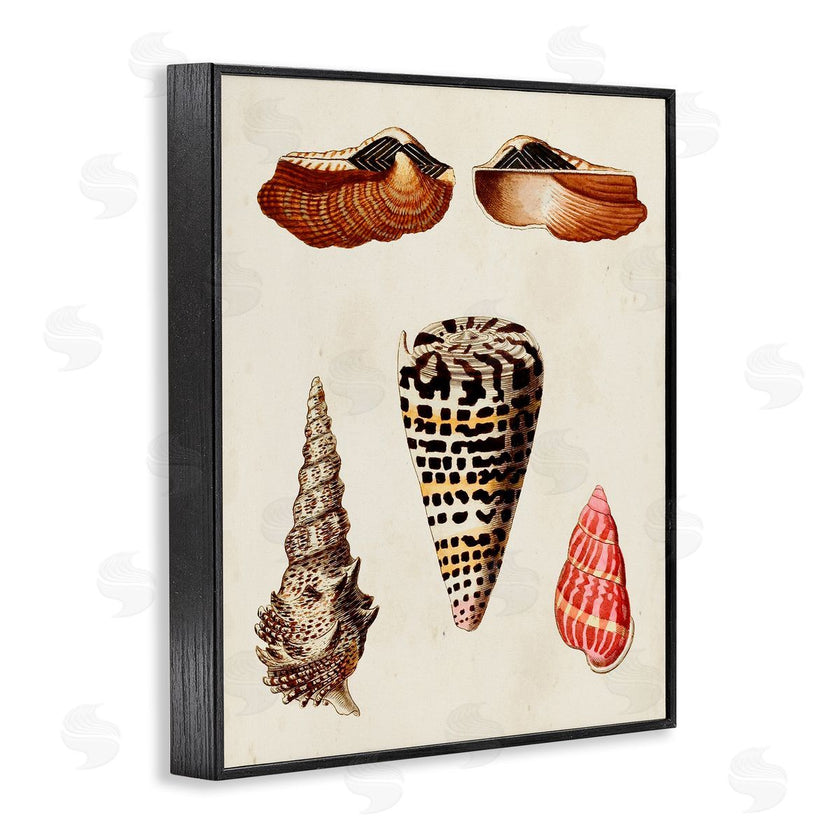 G.W. Knorr | Antique Spiral Sea Shells