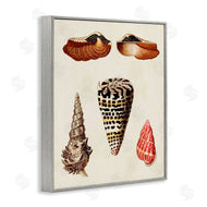 G.W. Knorr | Antique Spiral Sea Shells