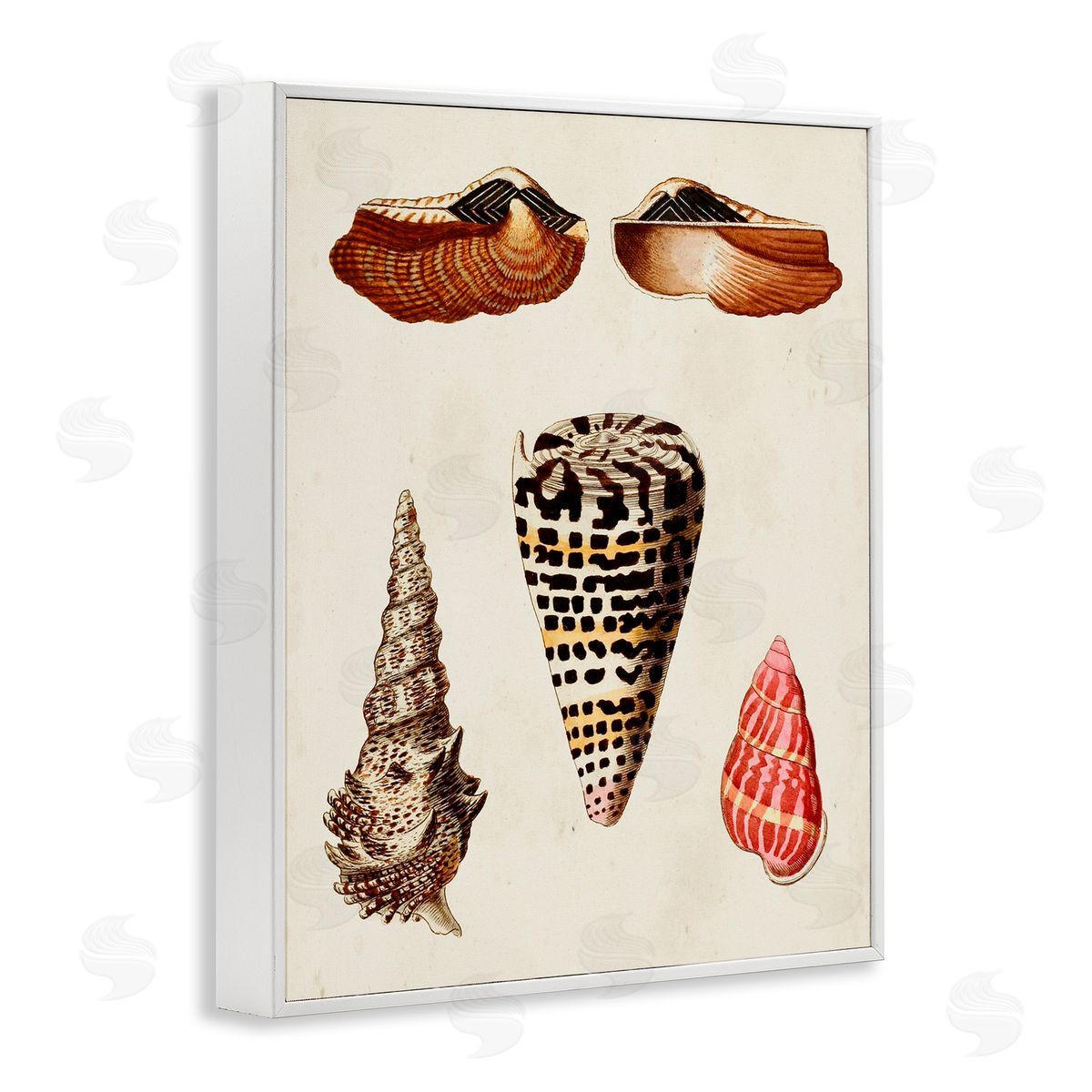 Antique Spiral Sea Shells White Frame Print Wall Art, Home Decor by G.W. Knorr